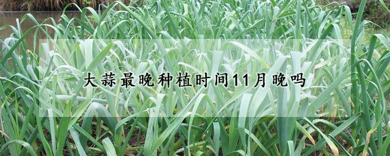 大蒜最晚種植時(shí)間11月晚嗎