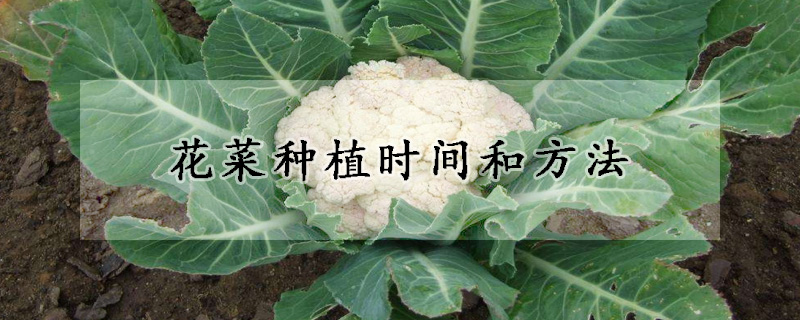 花菜種植時間和方法