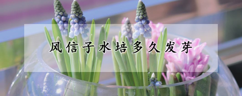 風信子水培多久發芽