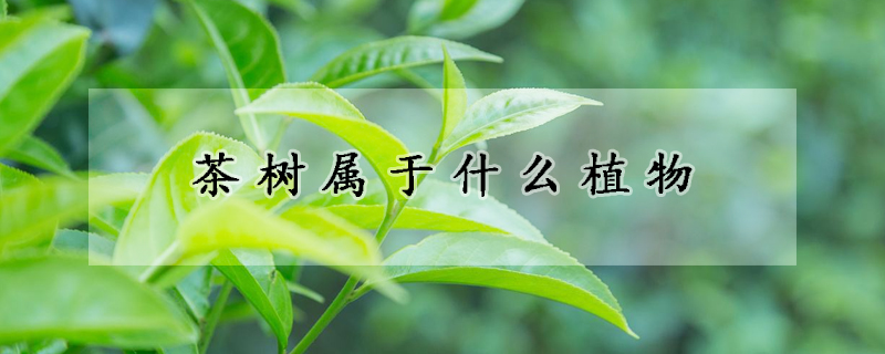 茶樹屬于什么植物