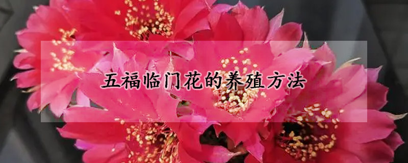 五福臨門花的養(yǎng)殖方法