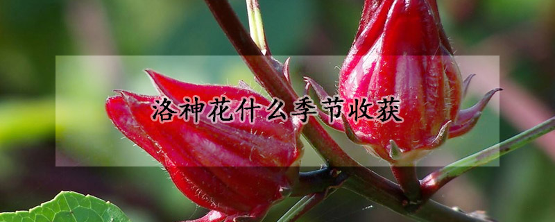 洛神花什么季節(jié)收獲