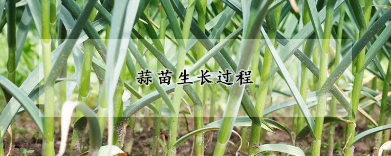 蒜苗生長(zhǎng)過(guò)程