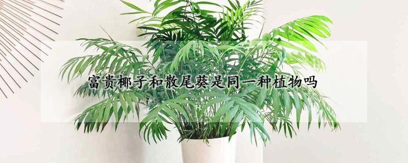 富貴椰子和散尾葵是同一種植物嗎