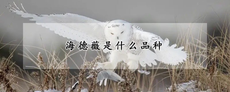 海德薇是什么品種