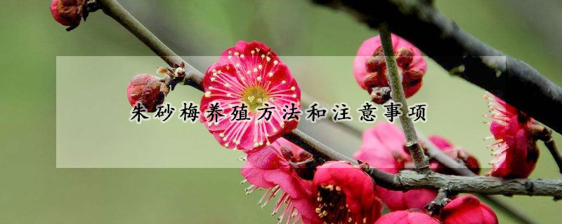 朱砂梅養(yǎng)殖方法和注意事項(xiàng)