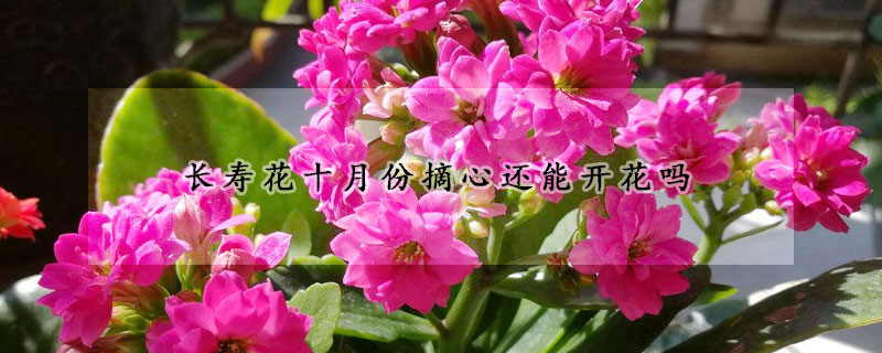 長壽花十月份摘心還能開花嗎