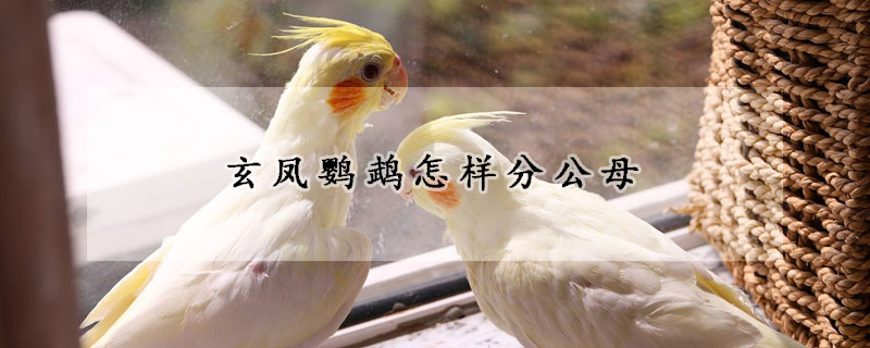 玄鳳鸚鵡怎樣分公母