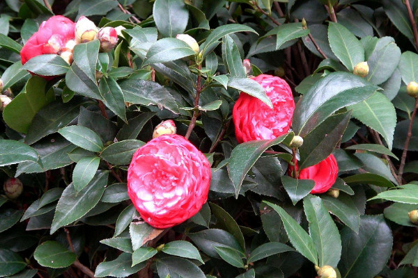 家里最旺財的十種花 室內養十種花最好旺財