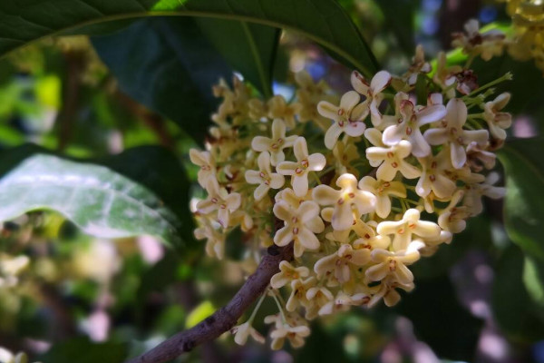 家里最旺財的十種花 室內養十種花最好旺財