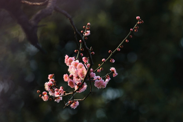 家里最旺財的十種花 室內養十種花最好旺財