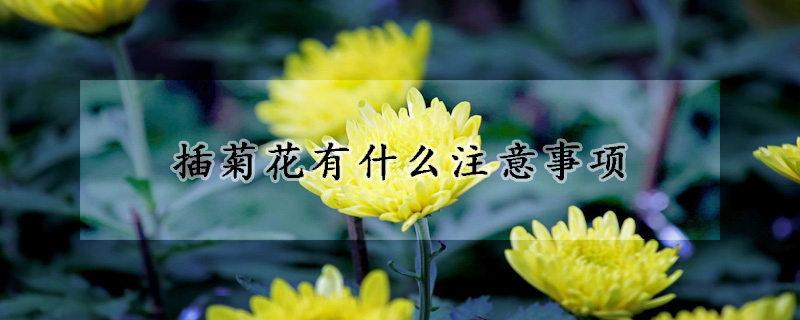 插菊花有什么注意事項(xiàng)