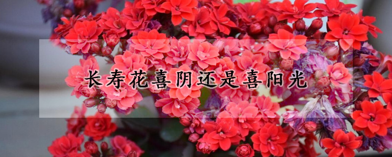 長壽花喜陰還是喜陽光