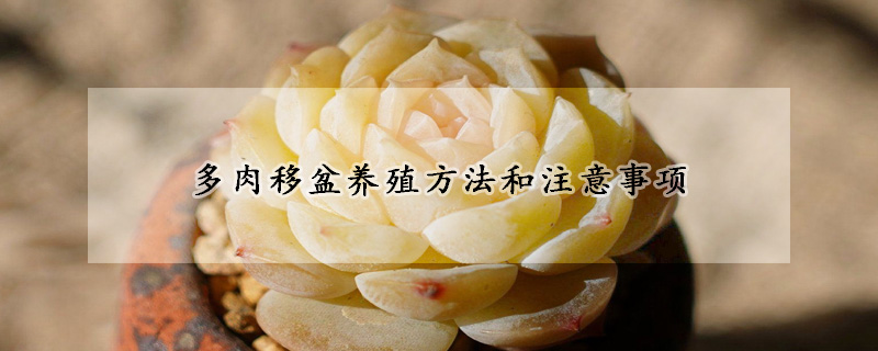 多肉移盆養(yǎng)殖方法和注意事項(xiàng)