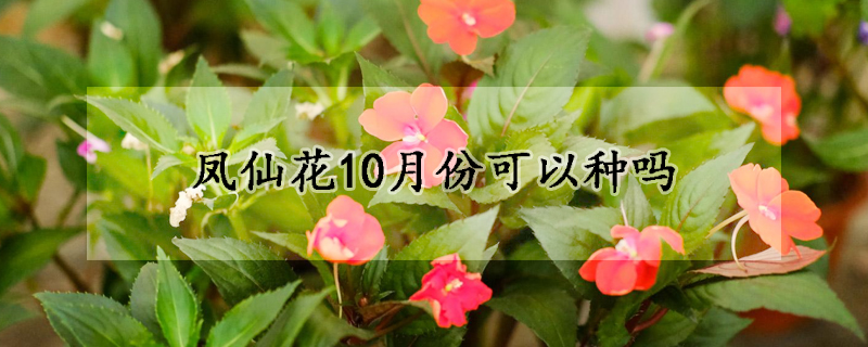 鳳仙花10月份可以種嗎