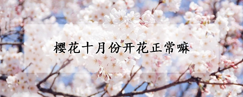 櫻花十月份開花正常嘛