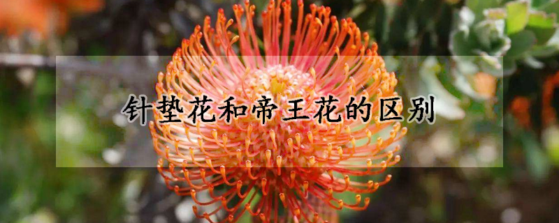 針墊花和帝王花的區(qū)別