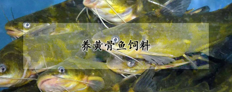 養黃骨魚飼料