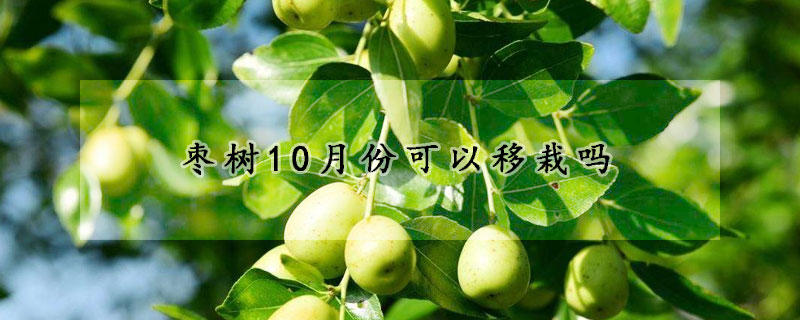 棗樹(shù)10月份可以移栽嗎