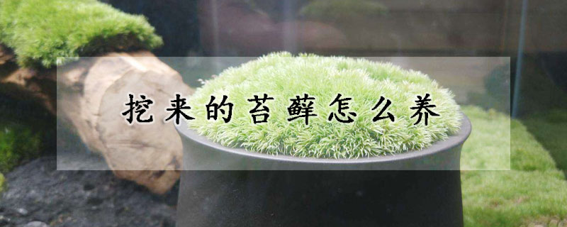 挖來的苔蘚怎么養