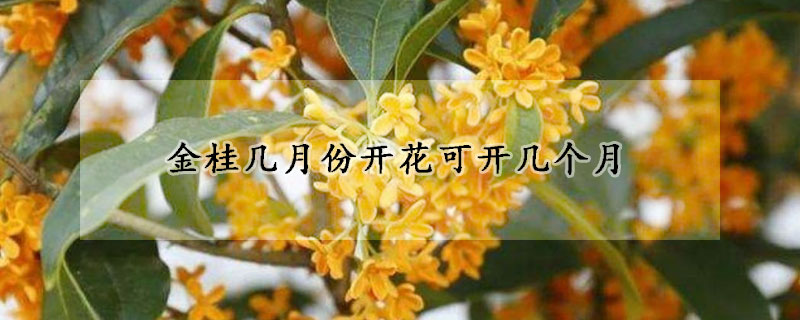 金桂幾月份開花可開幾個月