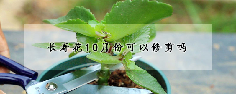 長壽花10月份可以修剪嗎