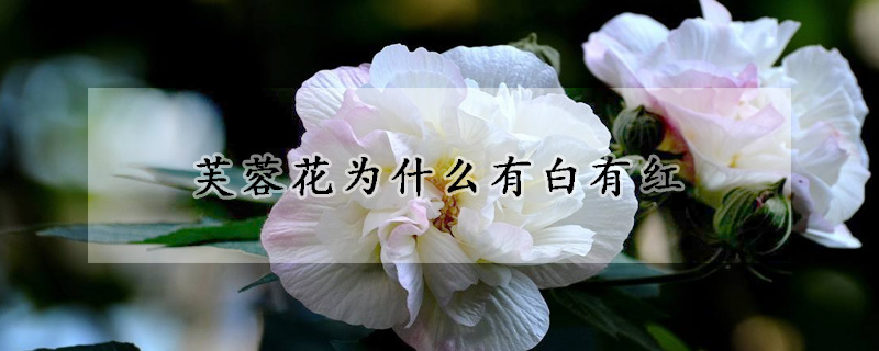 芙蓉花為什么有白有紅