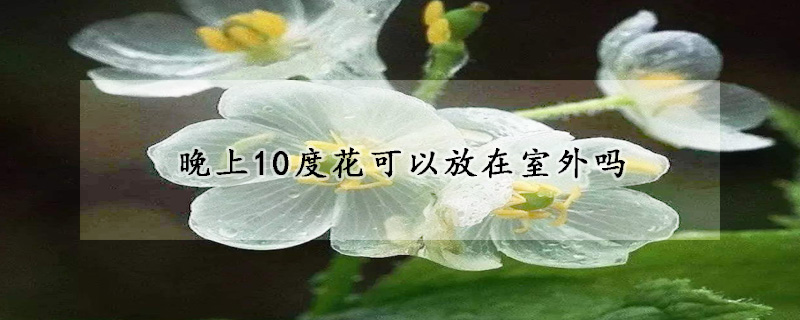 晚上10度花可以放在室外嗎