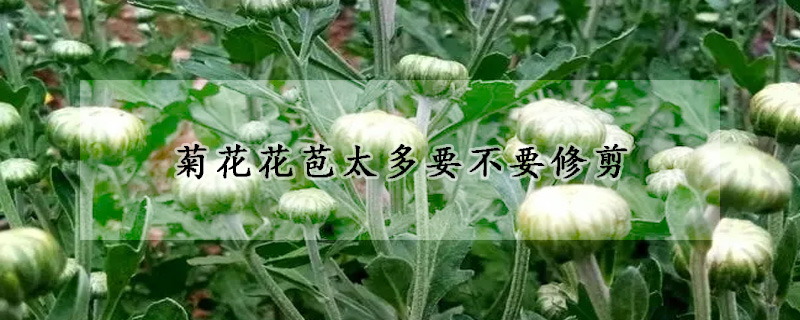 菊花花苞太多要不要修剪