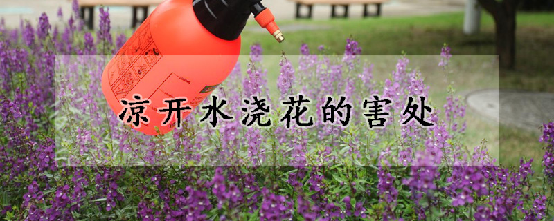 涼開水澆花的害處