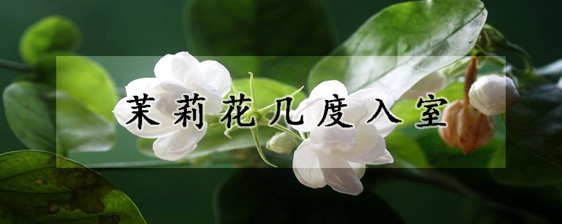 茉莉花幾度入室