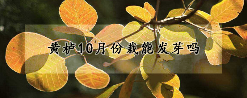 黃櫨10月份栽能發(fā)芽嗎