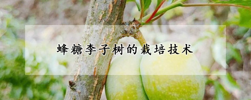 蜂糖李子樹的栽培技術(shù)