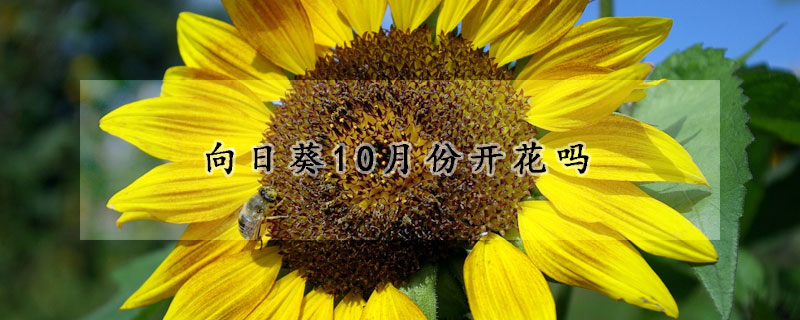 向日葵10月份開(kāi)花嗎