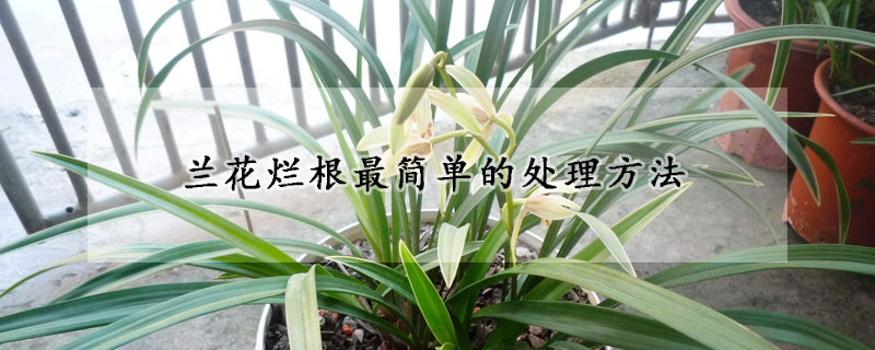 蘭花爛根最簡單的處理方法