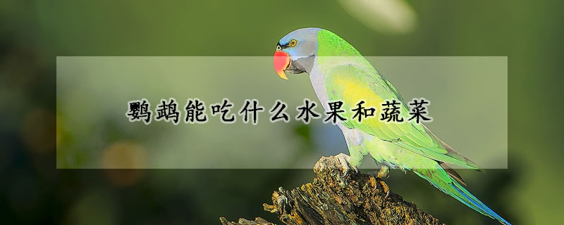 鸚鵡能吃什么水果和蔬菜