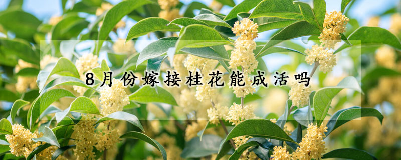 8月份嫁接桂花能成活嗎