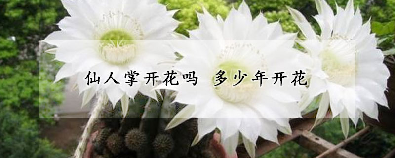 仙人掌開(kāi)花嗎 多少年開(kāi)花