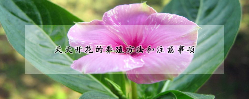 天天開花的養(yǎng)殖方法和注意事項(xiàng)