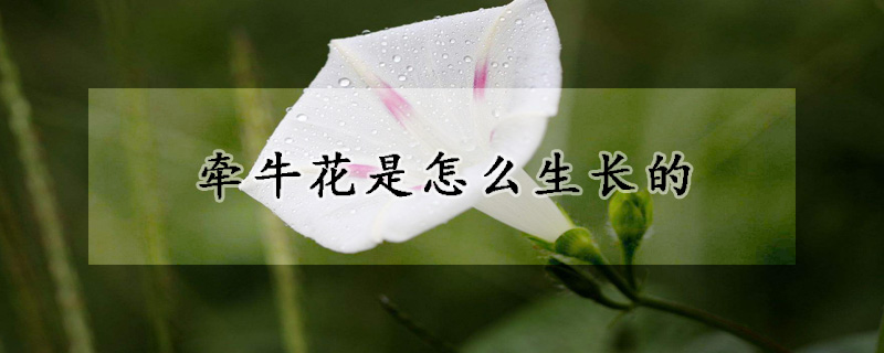 牽牛花是怎么生長的