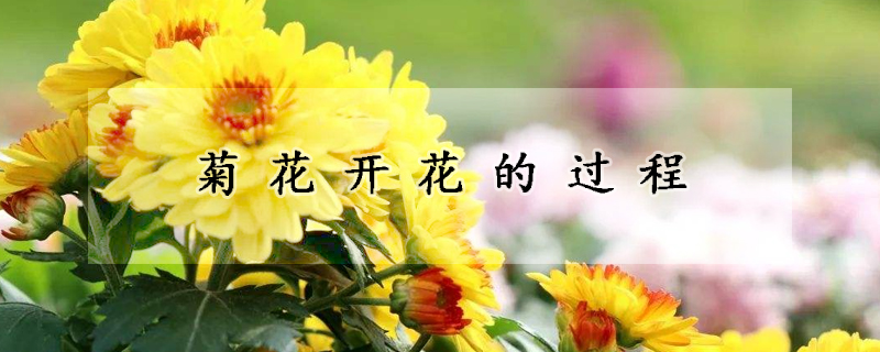 菊花開花的過(guò)程