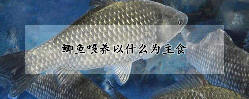 鯽魚喂養以什么為主食