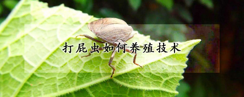 打屁蟲如何養(yǎng)殖技術(shù)