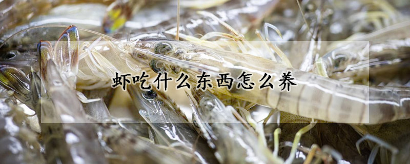 蝦吃什么東西怎么養(yǎng)