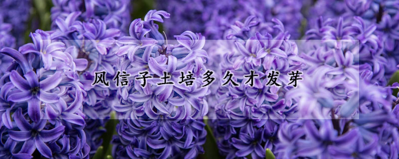 風(fēng)信子土培多久才發(fā)芽