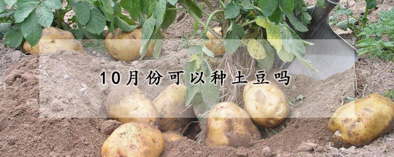 10月份可以種土豆嗎