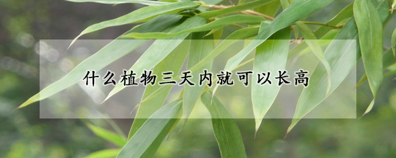 什么植物三天內就可以長高