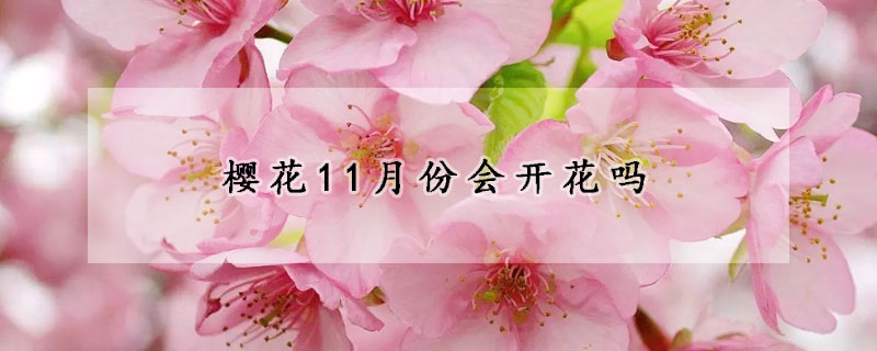 櫻花11月份會(huì)開花嗎