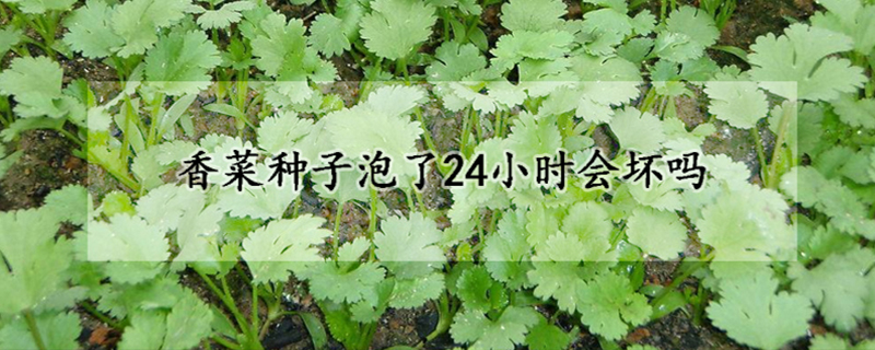 香菜種子泡了24小時會壞嗎