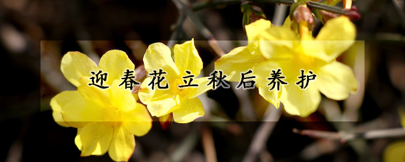 迎春花立秋后養(yǎng)護(hù)